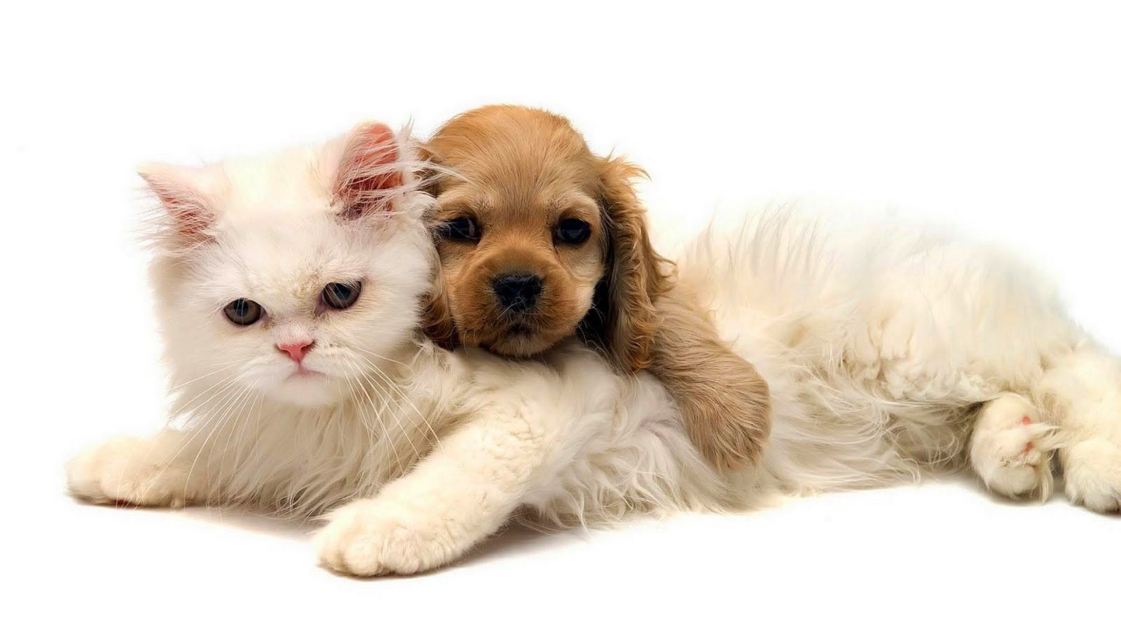 Die Ark Dierekliniek veterinary care in Paarl
